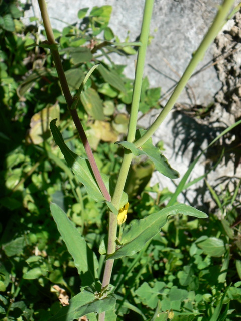 Brassica cfr. rapa
