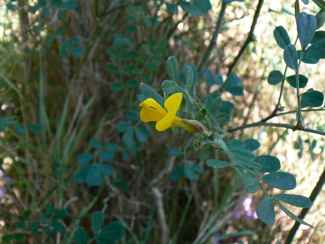 Coronilla cfr. emerus