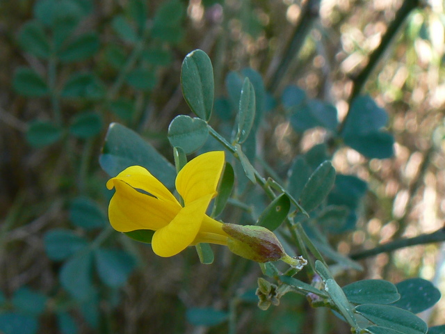Coronilla cfr. emerus