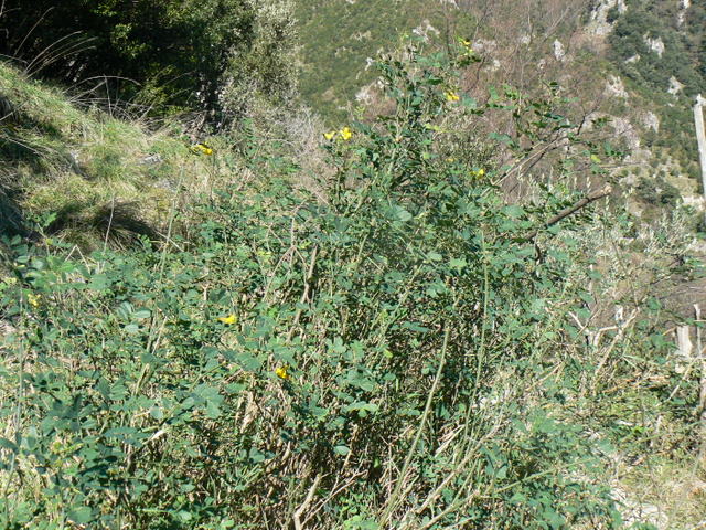 Coronilla cfr. emerus
