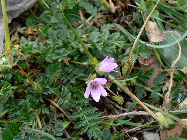 Erodium cicutarium