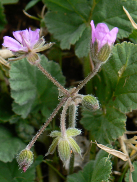 Erodium malacoides?