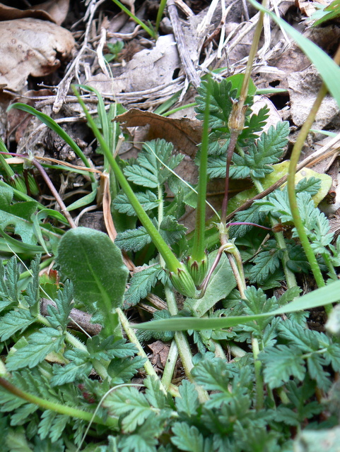 Erodium cicutarium