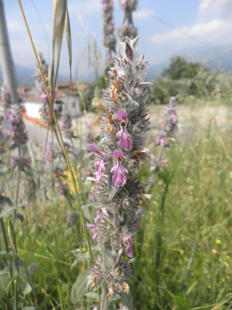 Stachys germanica