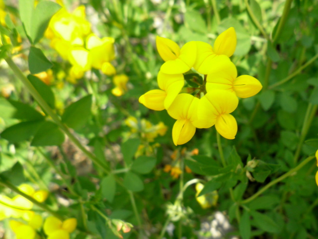 Coronilla? no,  Lotus sp.