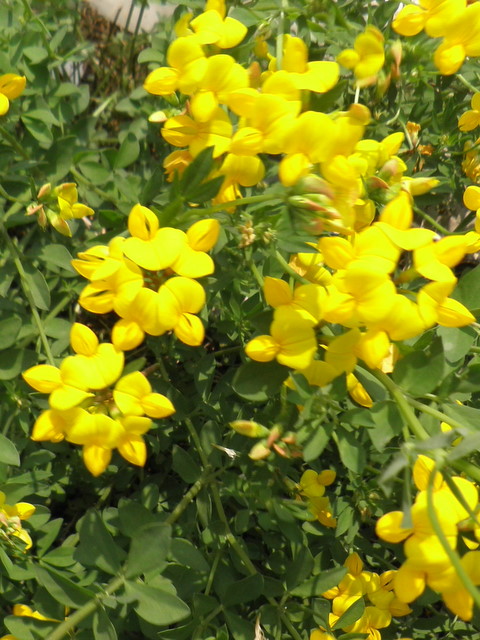 Coronilla? no,  Lotus sp.