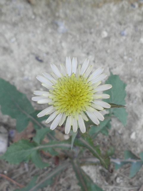 composita