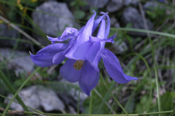 Aquilegia atrata  e Aquilegia bertolonii