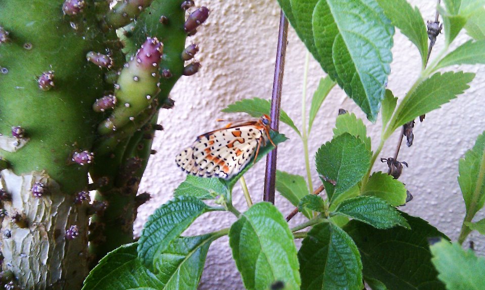 sul balcone