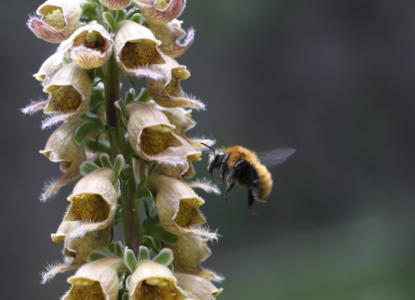 Bombus cfr pascuorum su fiore di digitale