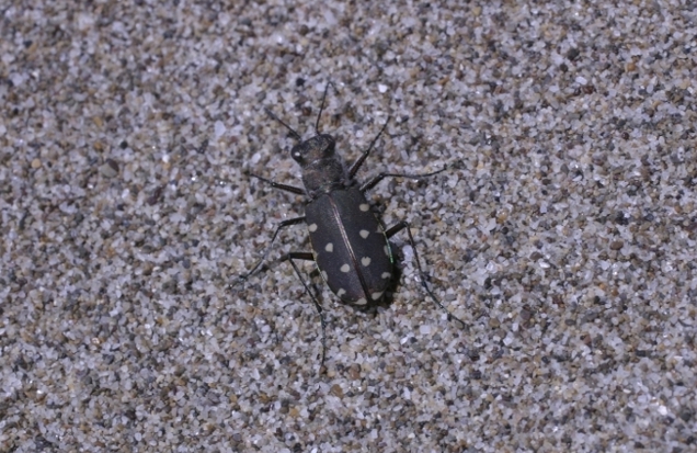 cicindela da spiaggia: Calomera littoralis nemoralis