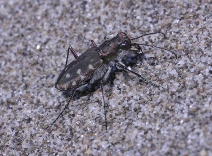 cicindela da spiaggia: Calomera littoralis nemoralis