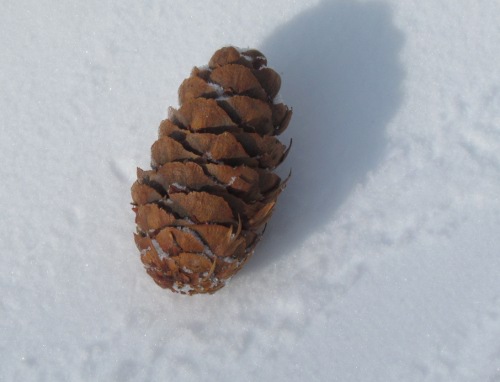 conifera Corfino: cfr. Pseudotsuga menziesii