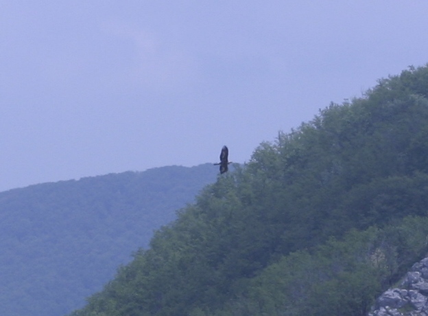 rapace alpi apuane