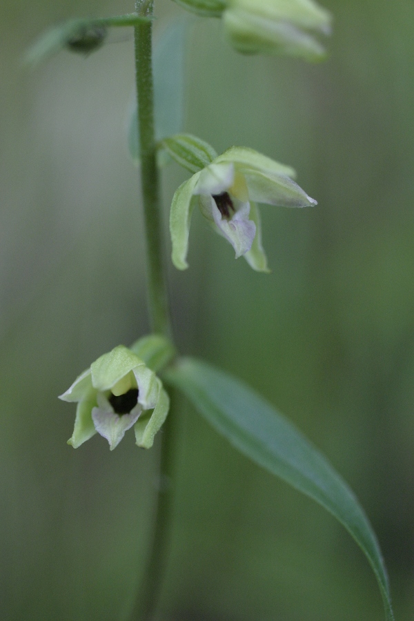 Epipactis muelleri - Alpi Apuane