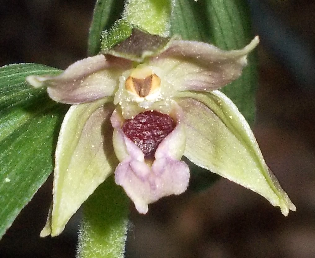 Epipactis 2