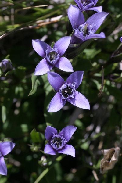 Gentianella columnae