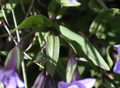 Gentianella columnae