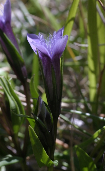 Gentianella columnae