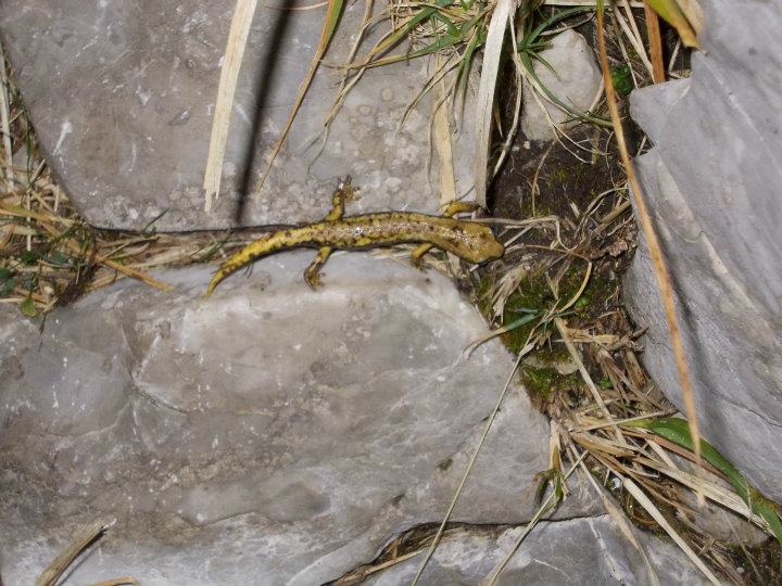 geotritone - Hydromantes italicus (Alpi apuane)