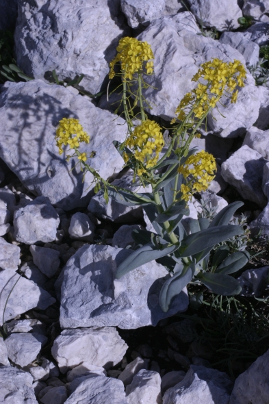 Isatis apennina (=Isatis allionii) / Glasto di Allioni