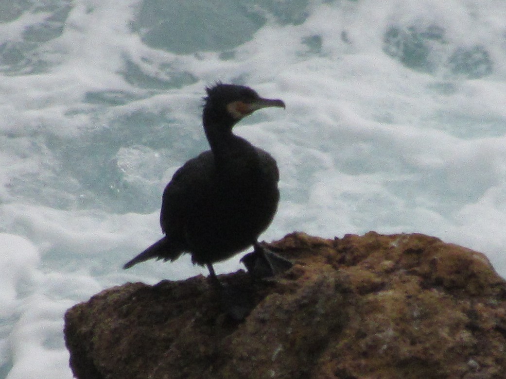 Phalacrocorax a Lerici