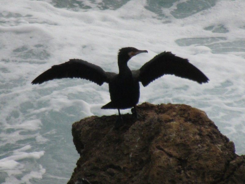 Phalacrocorax a Lerici