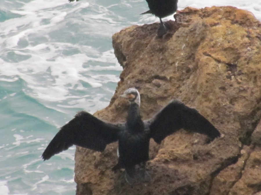 Phalacrocorax a Lerici