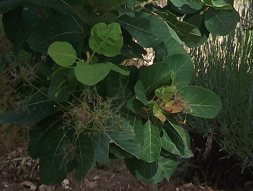 dalla Provenza: Cotinus coggygria