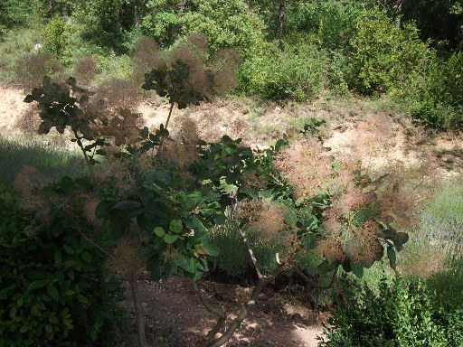dalla Provenza: Cotinus coggygria