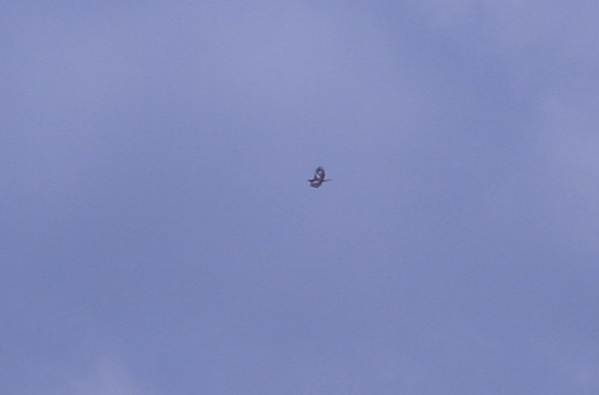 rapace alpi apuane