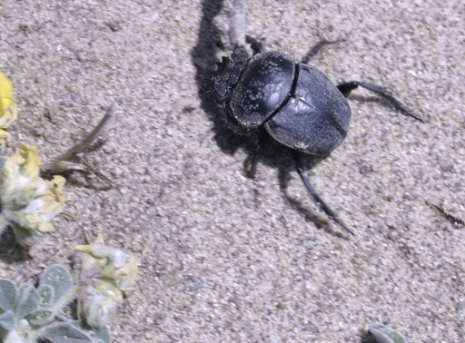 scarabeo di duna - S. semipunctatus?