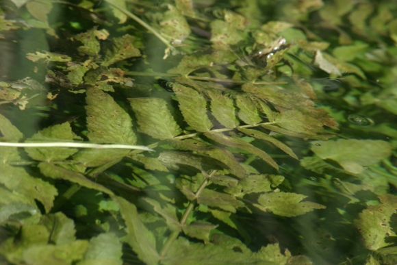 Berula erecta / Sedanina d’acqua