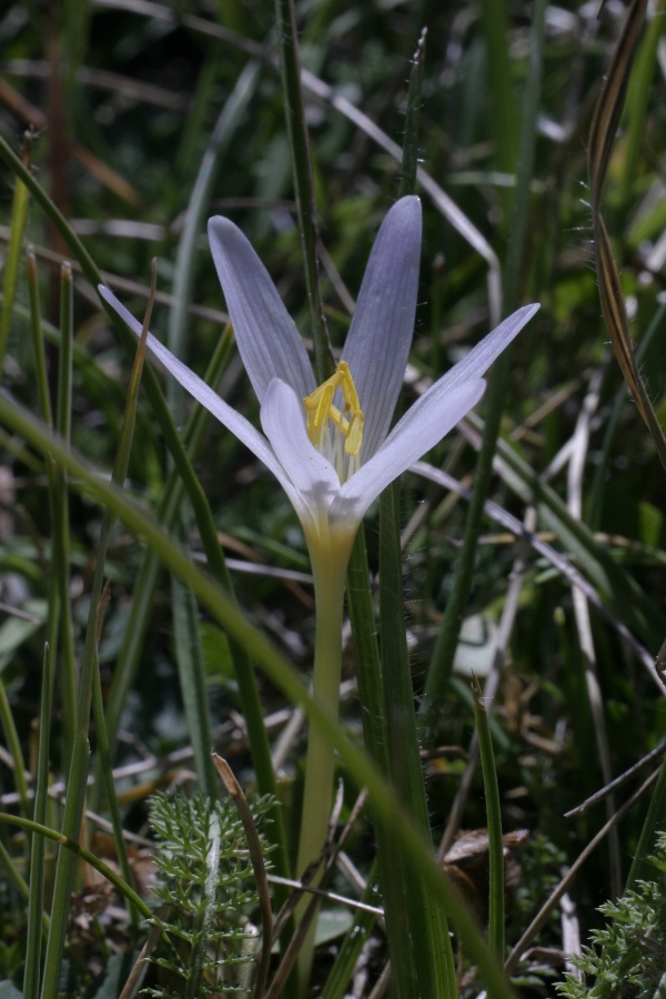 Colchicum alpinum / Colchico minore