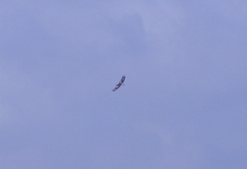 rapace alpi apuane