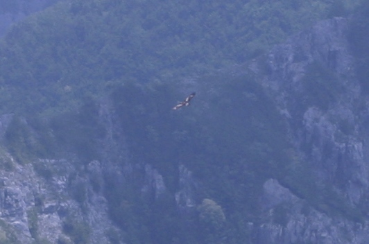 rapace alpi apuane