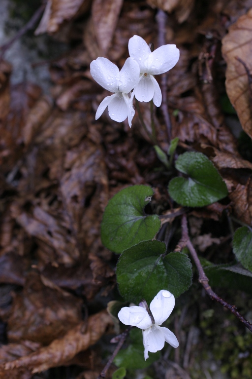 viola da determinare