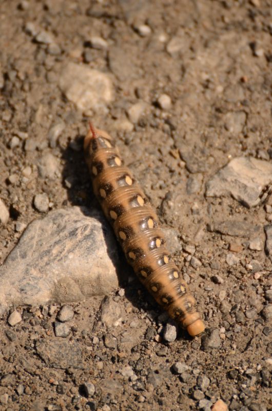 identificazione bruco