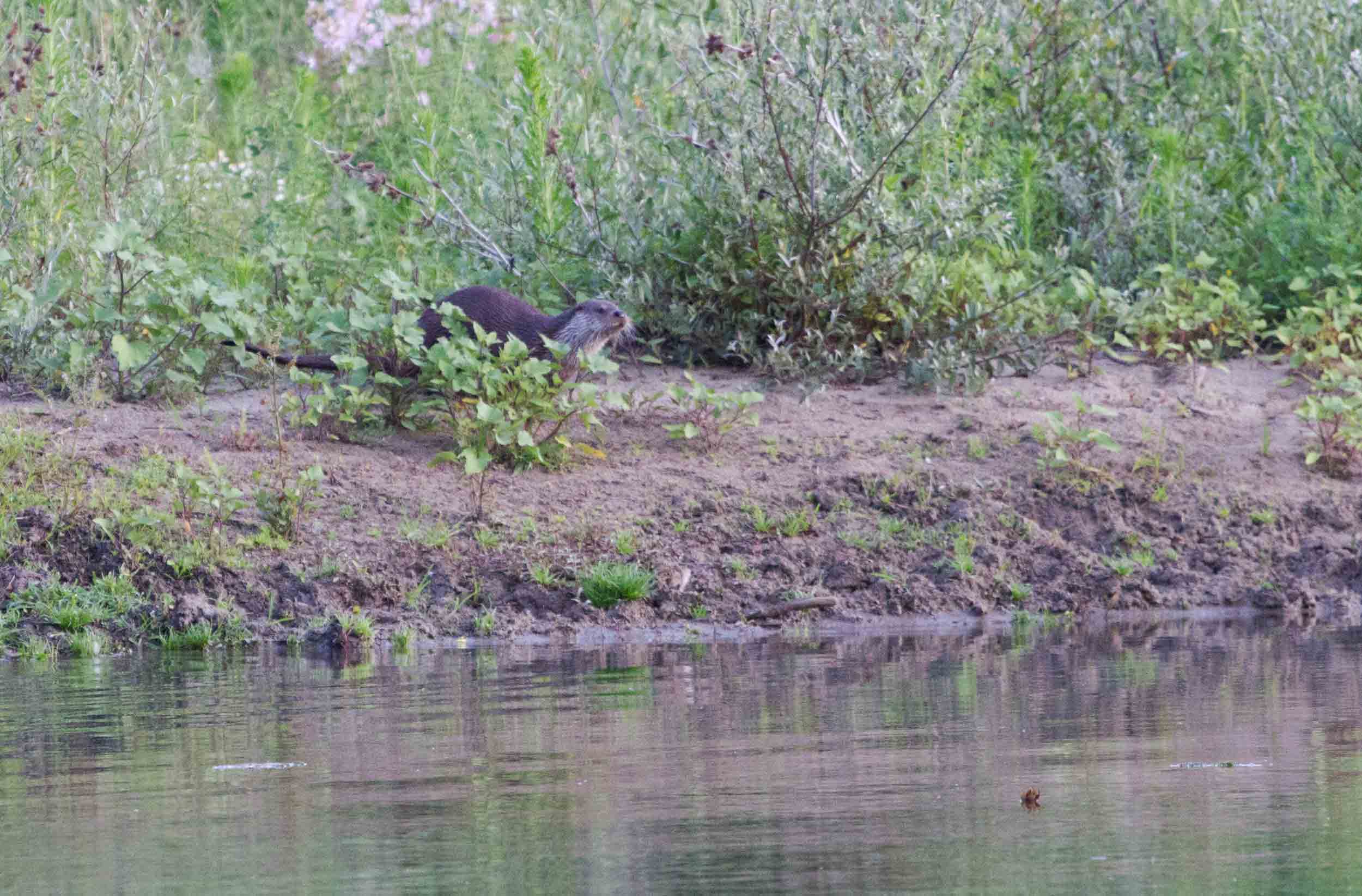 Avvistamento Lontra Oasi WWF Serre Persano
