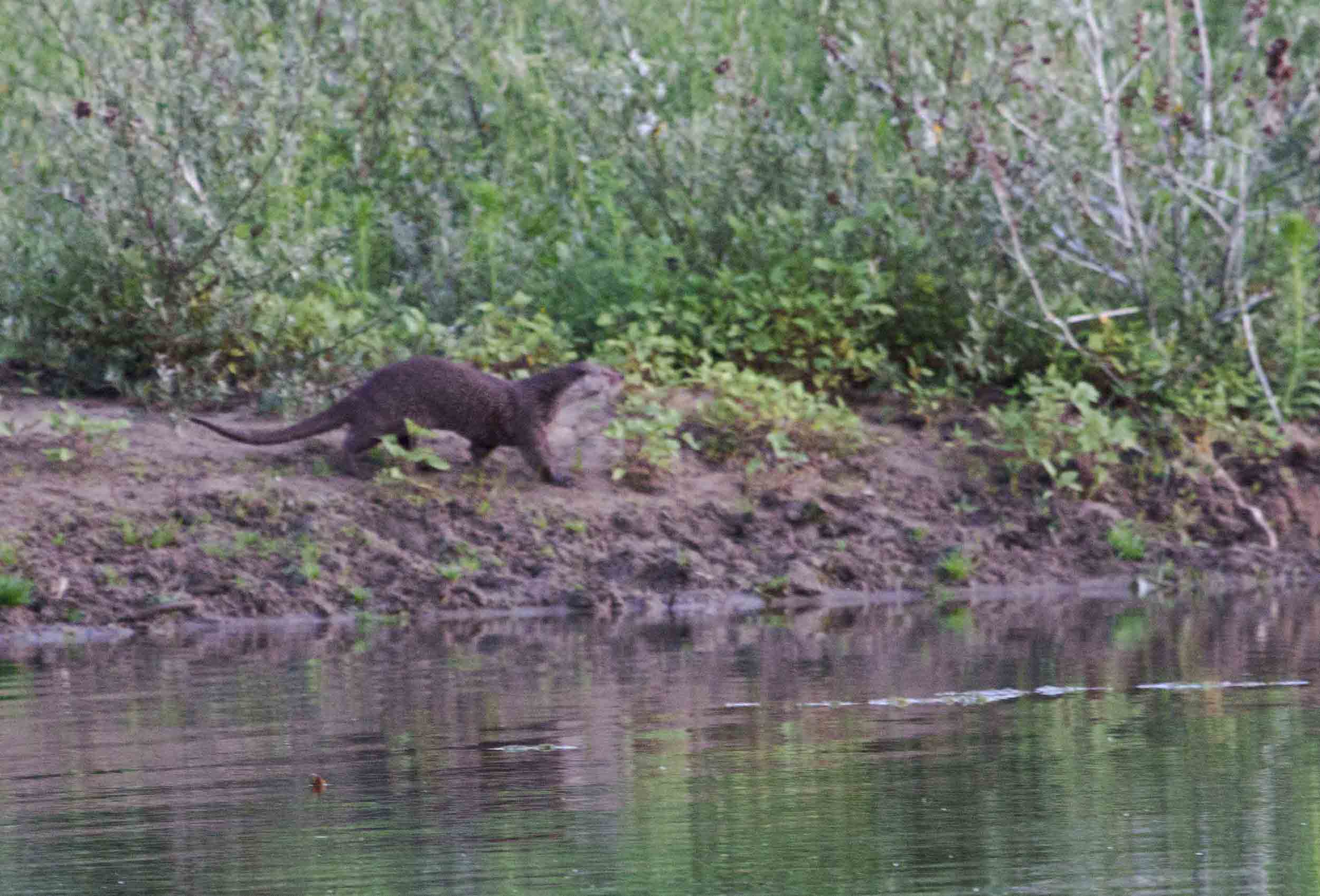 Avvistamento Lontra Oasi WWF Serre Persano