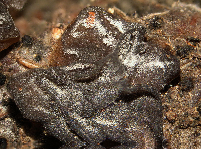 Tre tipi di funghi, quali?