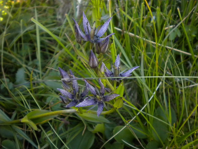 App.Tosco-Emiliano - Swertia perennis