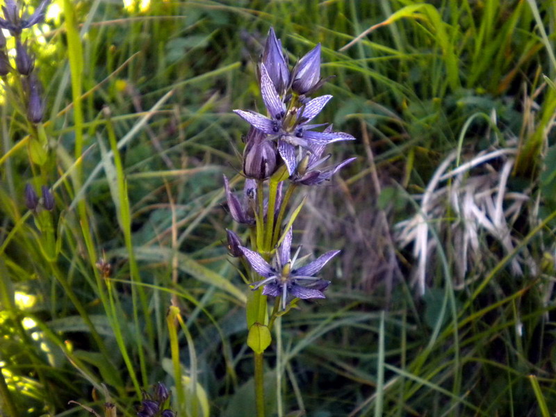 App.Tosco-Emiliano - Swertia perennis