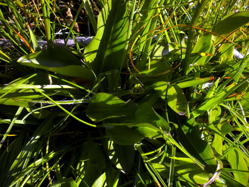 App.Tosco-Emiliano - Swertia perennis