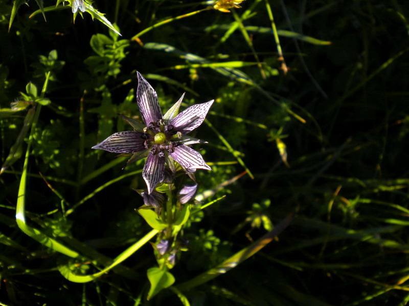 App.Tosco-Emiliano - Swertia perennis