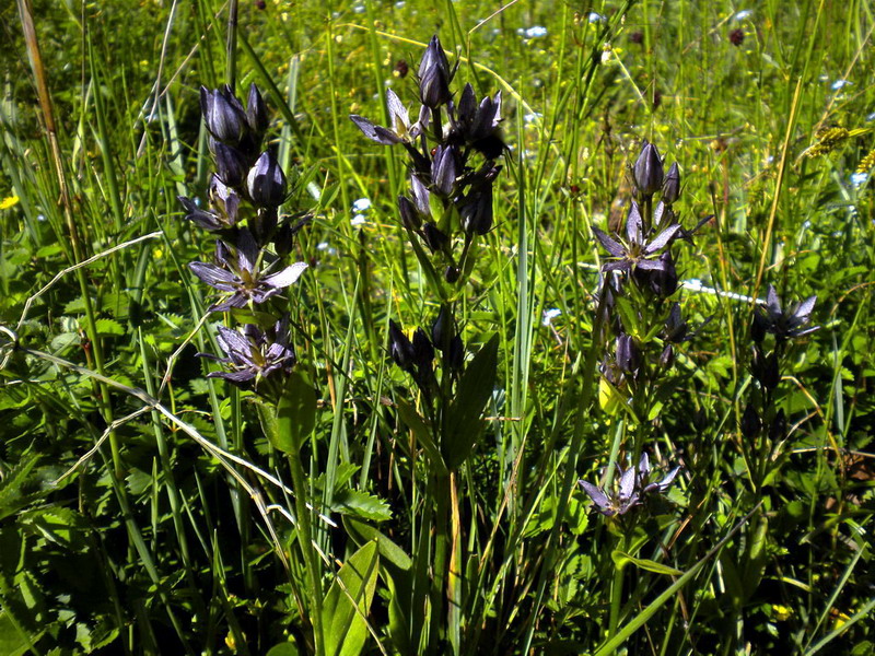 App.Tosco-Emiliano - Swertia perennis