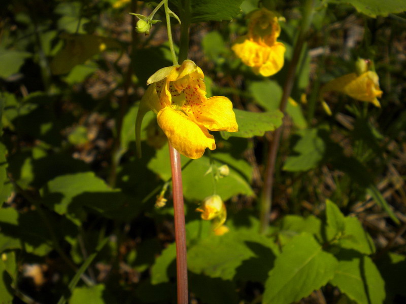 Impatiens noli-tangere / Balsamina gialla
