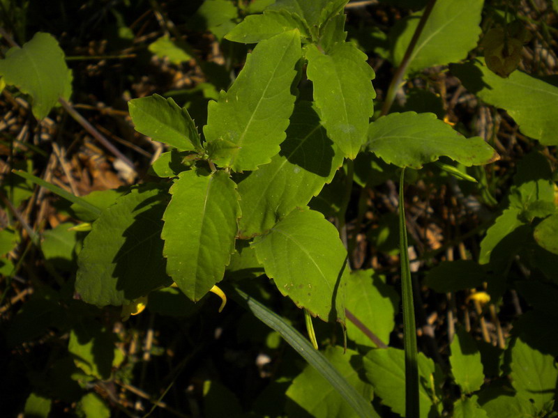 Impatiens noli-tangere / Balsamina gialla