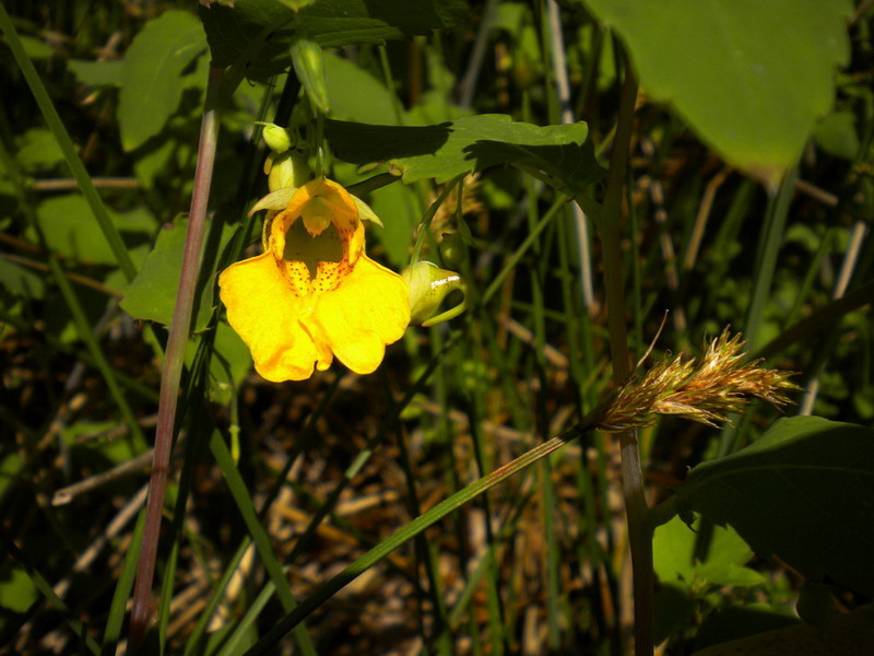 Impatiens noli-tangere / Balsamina gialla