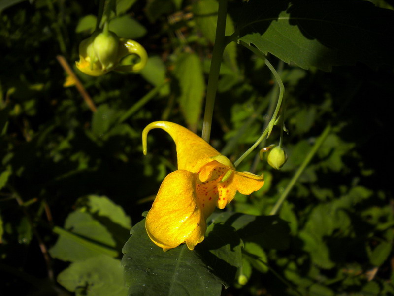 Impatiens noli-tangere / Balsamina gialla